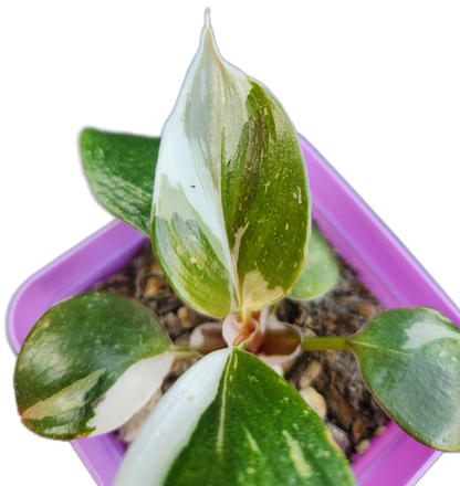 Philodendron "White Knight" (B003)