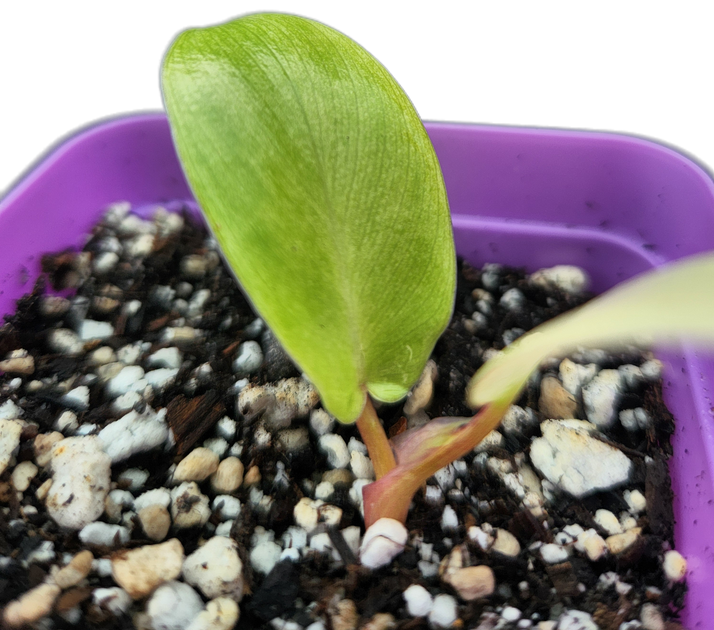 Philodendron "Florida Ghost" mint variegated (B004)
