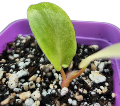 Philodendron "Florida Ghost" mint variegated (B004)