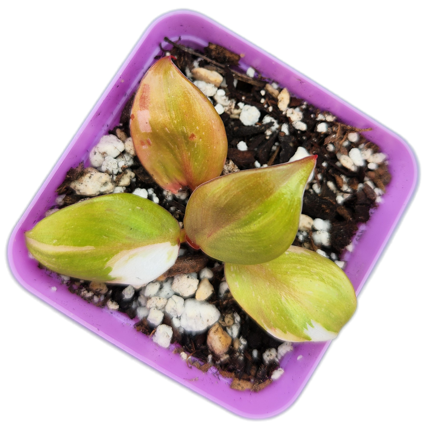 Philodendron "White Knight" (B006)
